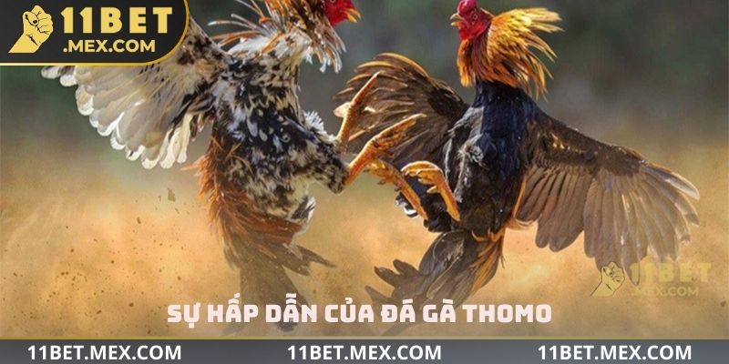 Sự hấp dẫn của đá gà Thomo