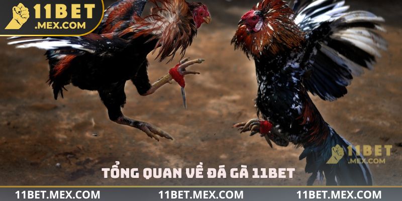 Tổng quan về đá gà 11bet