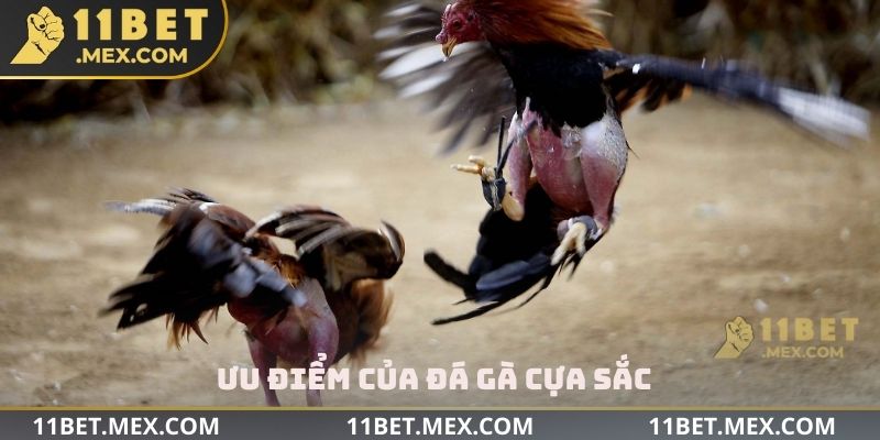Ưu điểm của đá gà cựa sắc